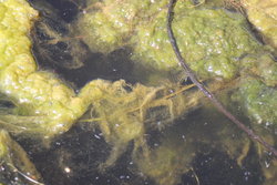 Algae floating