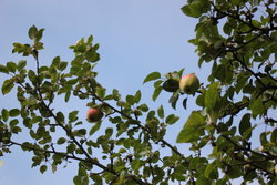 Apple tree with fruits