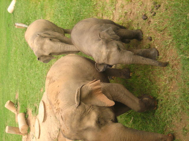 Asian elephants - free image
