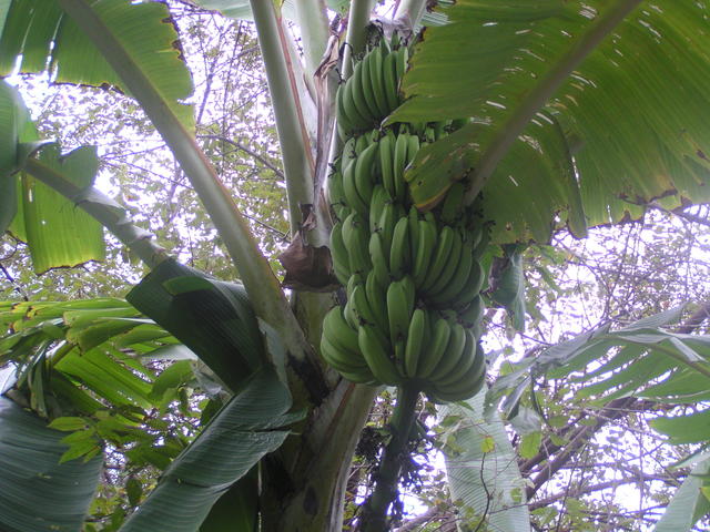 banana tree - free image