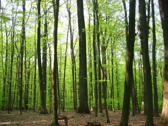 beech forest - free image