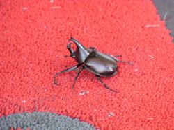 Beetle from close
