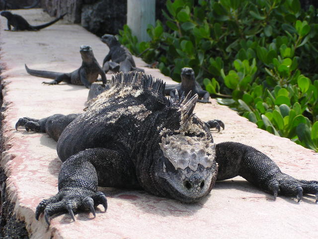 big iguana - free image