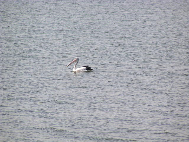 bird swimming in a lagoon - free image