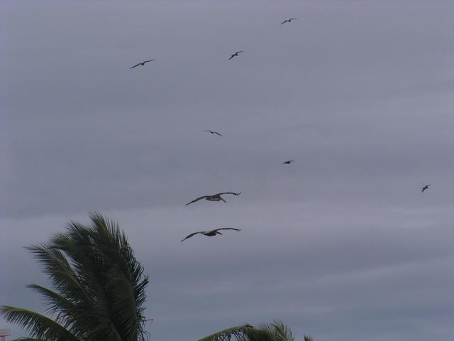 birds flying - free image