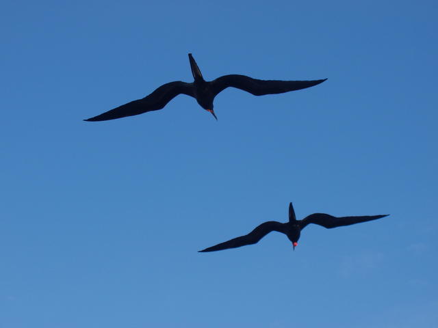 black frigatebirds - free image