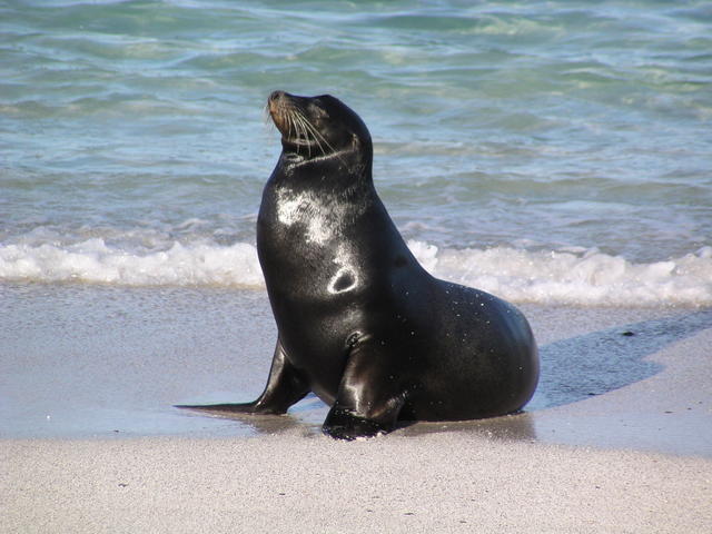 black sea lion - free image