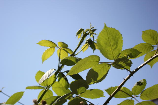 blackberry leaves - free image