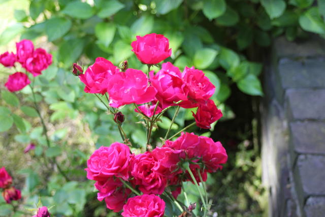 blooms of roses - free image