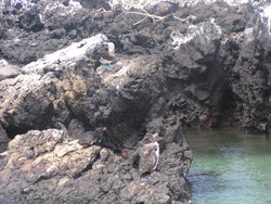 Blue-footed boobie and penguins