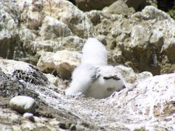 booby in nest