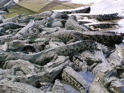 breeding center for crocodiles