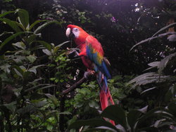 bright red macaw
