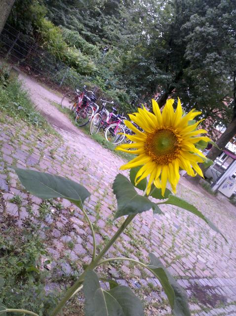 bright sunflower - free image