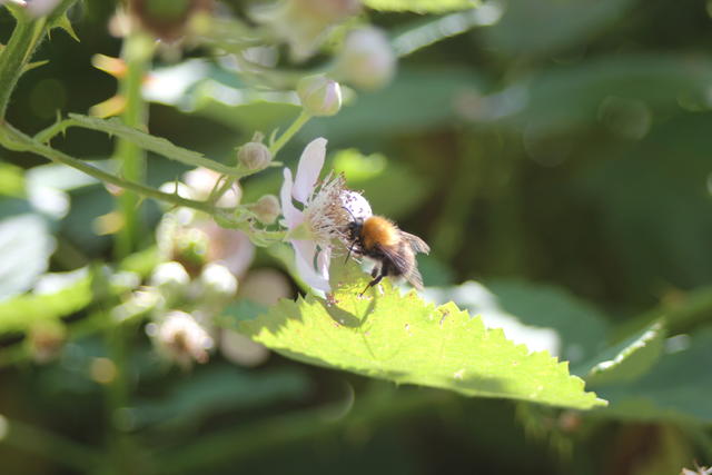 bumble bee - free image