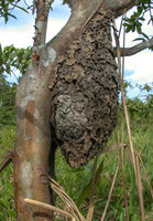 Cecropia ant