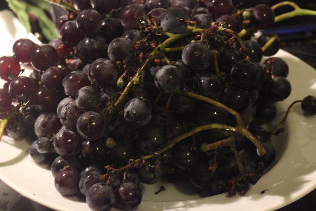 Cluster of black grapes - free image