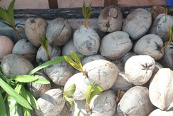 coconut drupes
