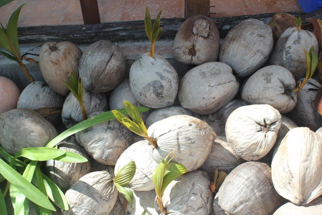 coconut fruit is a drupe - free image
