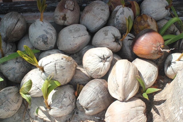 coconut shoots - free image