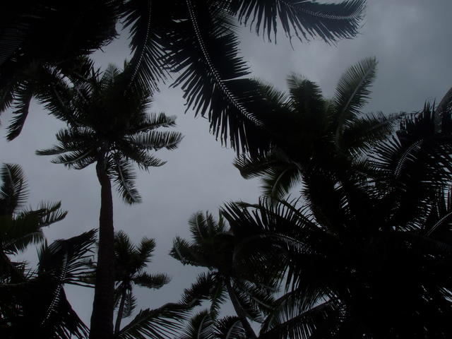 Coconut trees - free image