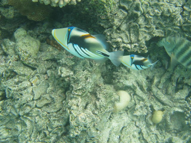 Colorful fish - free image