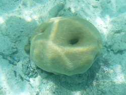 colorless coral