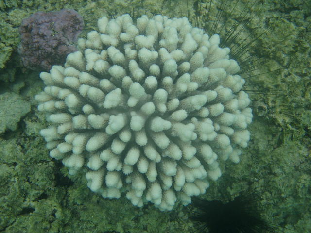 Coral corsage - free image