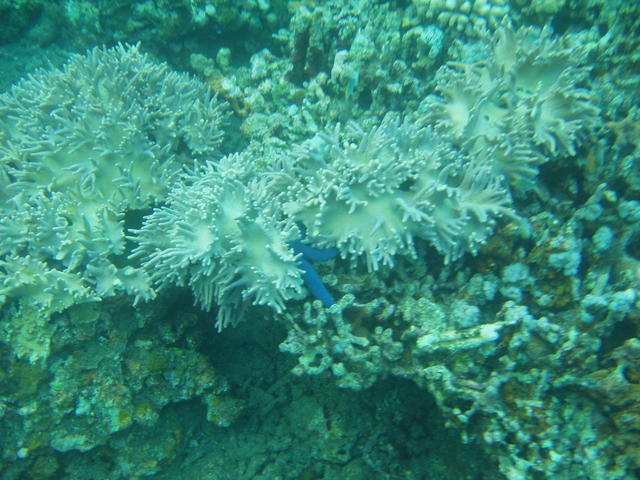 Coral reeves - free image