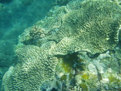 coral sea bed