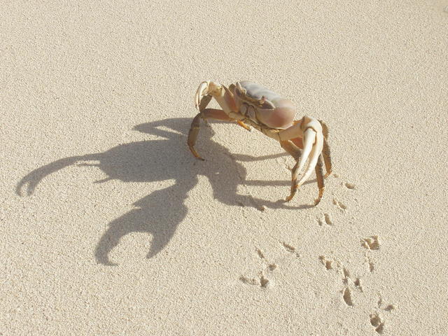 Crab - free image