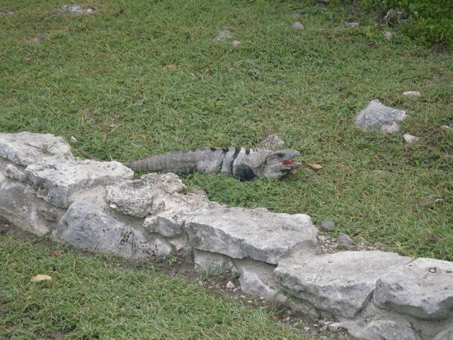 crawling reptile - free image