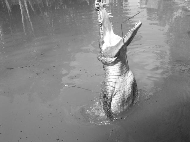 crocodile - free image