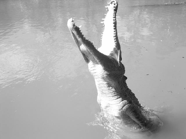 crocodile in a swamp - free image