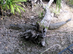 crocodile under the branch