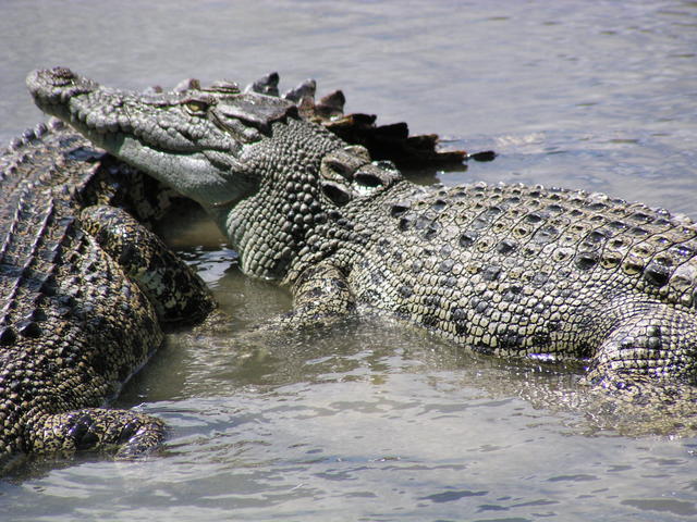 crocodiles - free image