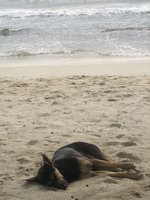 dog sleeping at beach