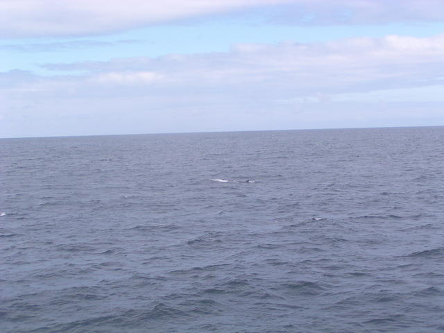 dolphin fins from afar - free image