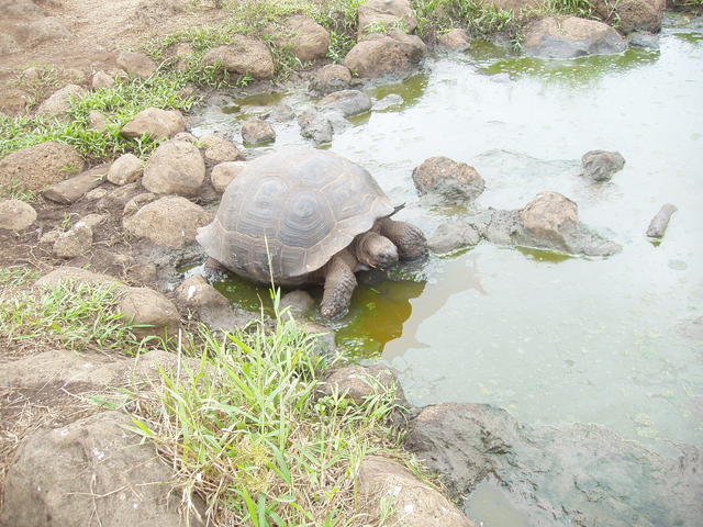 dome shaped tortoise - free image