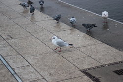 Doves and sea gulls