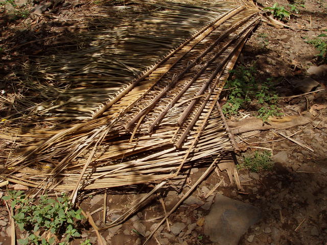Dried palm leaves - free image
