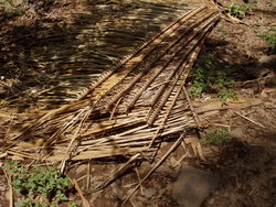 Dried palm leaves