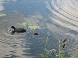 Eurasian Coot and baby