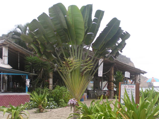 fan palm at restaurant - free image