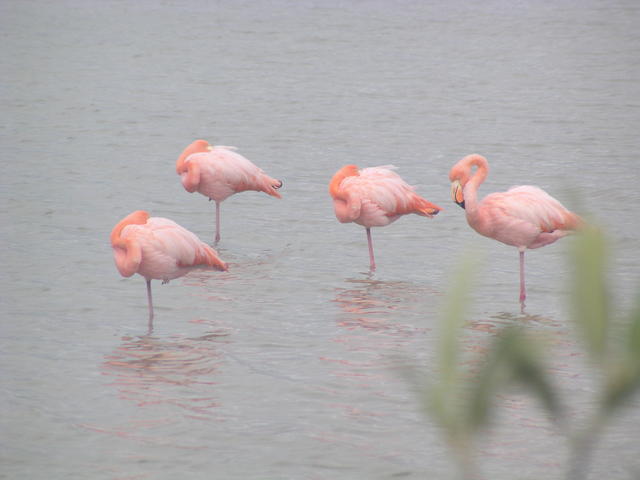flamingos - free image