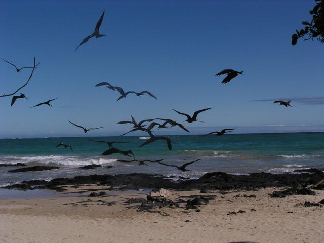 flock of birds - free image