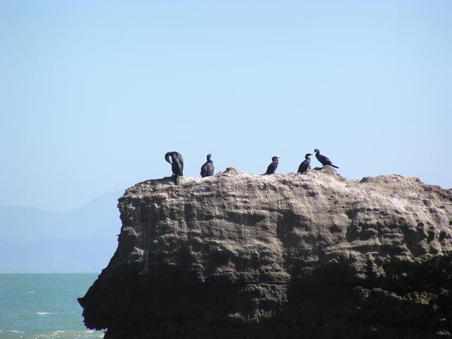 Flocks of sea bird. - free image