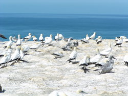 Flocks of  sea bird