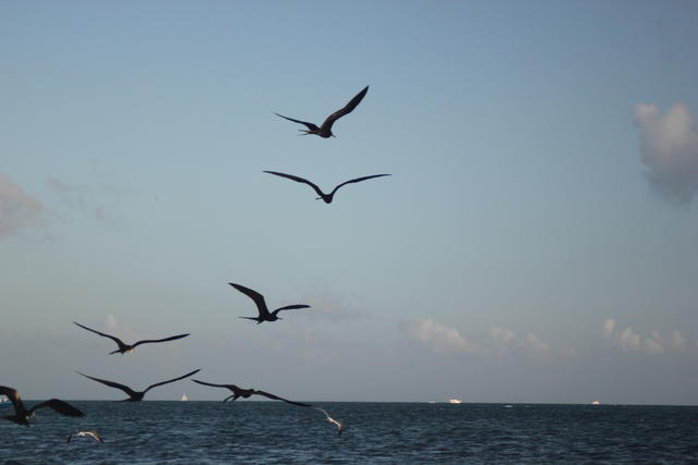 flying frigate birds - free image
