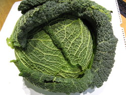 Fresh Savoy cabbage